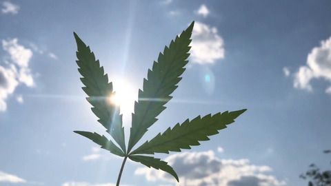 Cannabis Legale Besitzmenge Im Eigenanbau Wird Verdoppelt