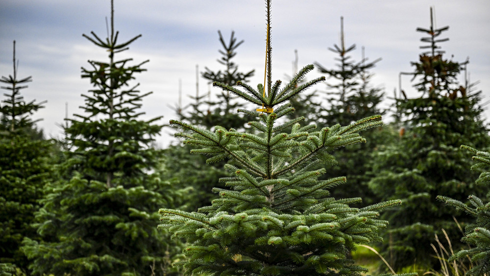 Weihnachtsbäume selber schlagen in Eltville beim Revierförster