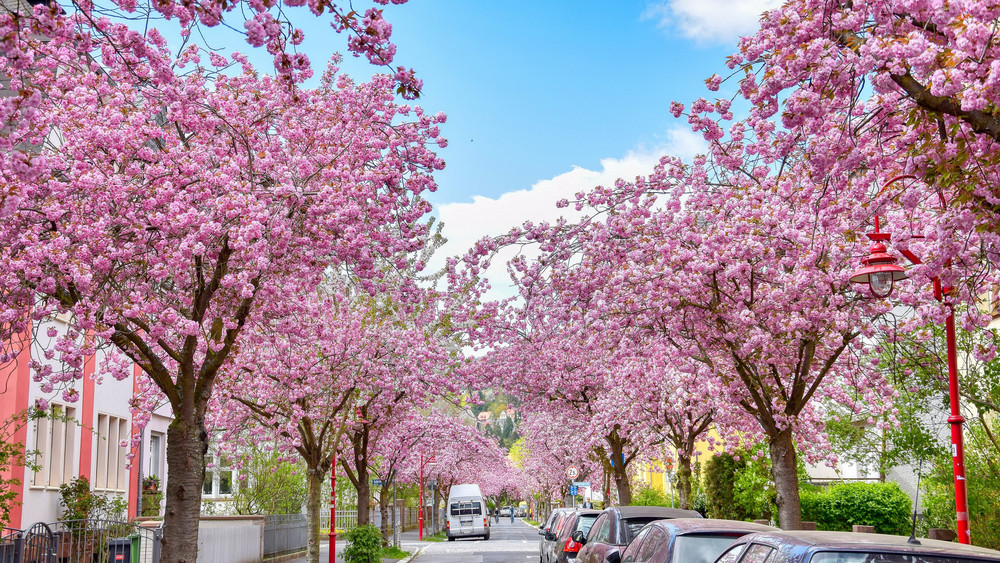 マールブルクの桜祭り 2023 – 南部地区の花のショー – FFH.de