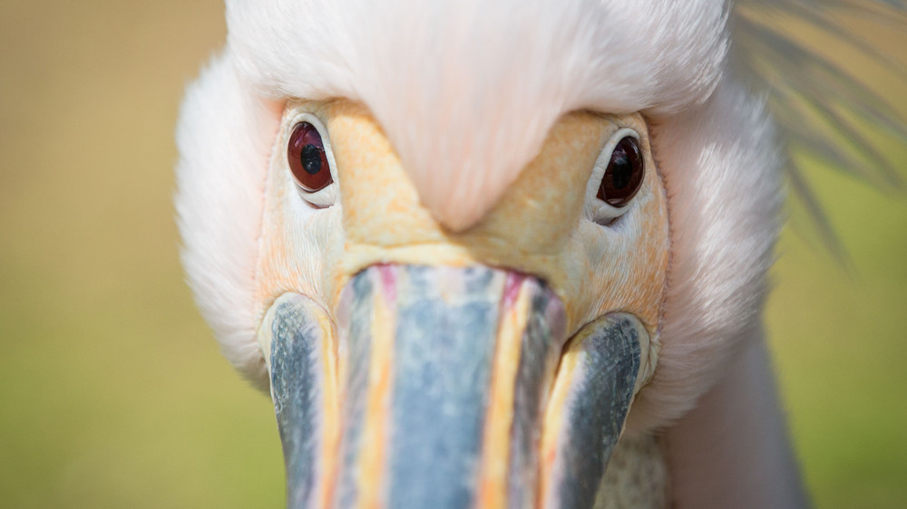 Pelican on a flying visit to the banks of the Main – FFH.de